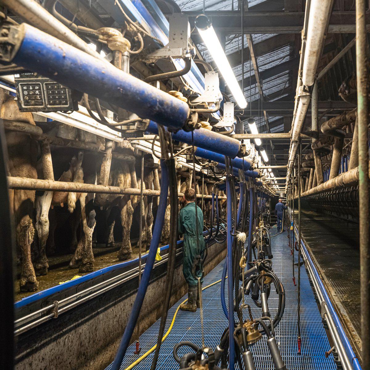 FarmPro LED TL armatuur 150 cm  - Agrarische LED TL verlichting  - Ammoniak- en waterbestendig  - IP69K - Image 12