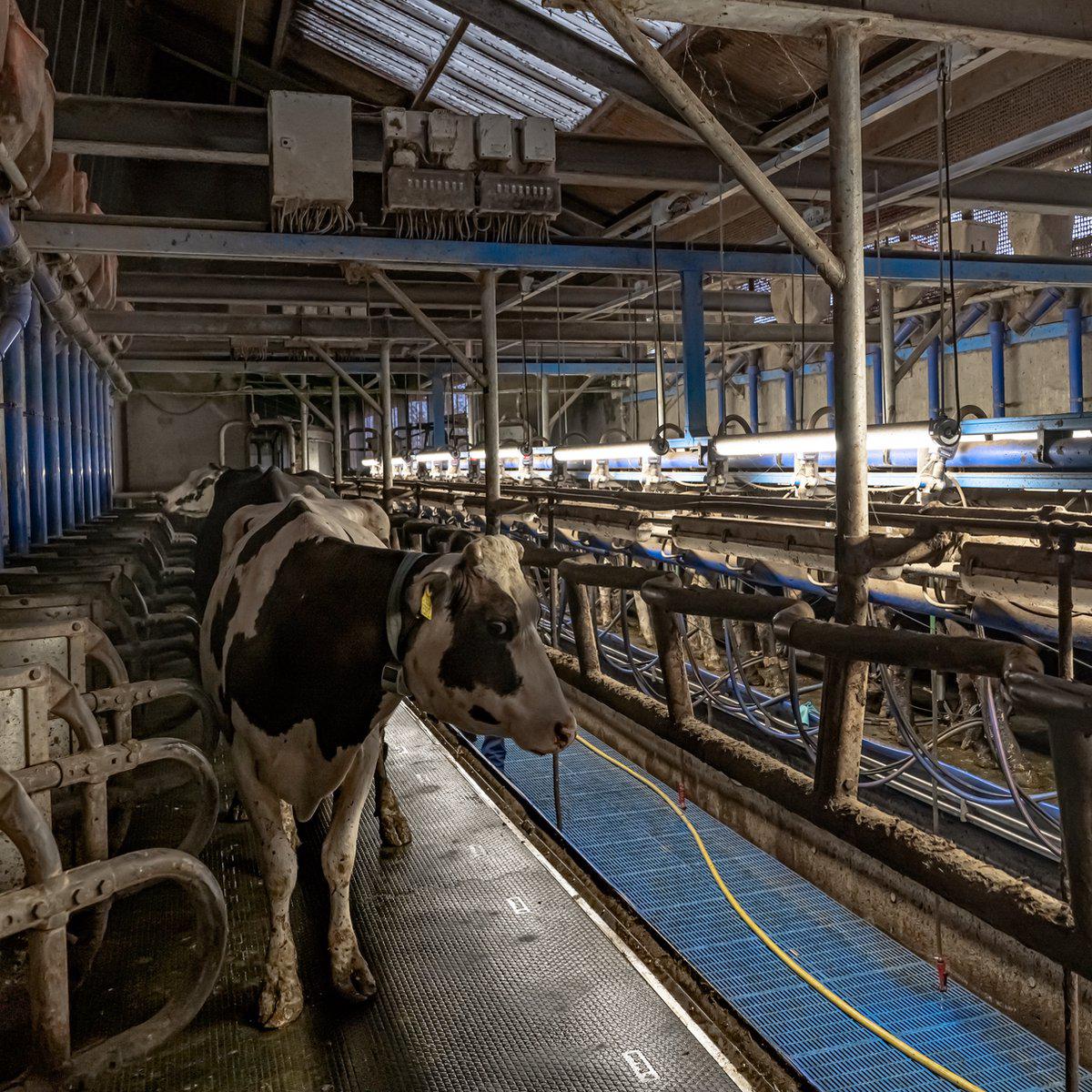 FarmPro LED TL armatuur 150 cm  - Agrarische LED TL verlichting  - Ammoniak- en waterbestendig  - IP69K - Image 7